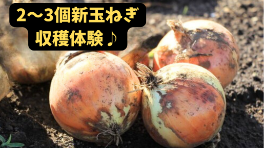 <Web割対象商品>【キングツアーバス旅】ぐんまW狩り♪新玉ねぎ&シーズンラストのいちご狩り 色とりどりのポピー畑♪〔多摩センター・京王八王子発〕2